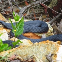 Pseudechis porphyriacus (Red-bellied Black Snake) at Mallacoota, VIC - 25 Jan 2015 by MB