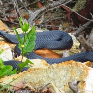 Pseudechis porphyriacus at Mallacoota, VIC - 26 Jan 2015