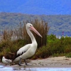 Pelecanus conspicillatus (Australian Pelican) at Mallacoota, VIC - 26 Jan 2015 by MB