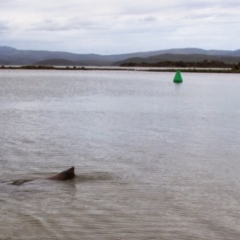Arctocephalus pusillus doriferus (Australian Fur-seal) at Mallacoota, VIC - 26 Jan 2015 by MB