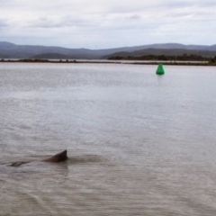 Tursiops truncatus at Mallacoota, VIC - 26 Jan 2015 by MB