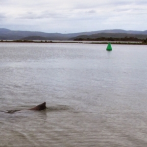 Arctocephalus pusillus doriferus at Mallacoota, VIC - 26 Jan 2015 05:08 PM