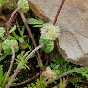 Cotula australis at Kingsdale, NSW - 17 Aug 2024 10:28 AM