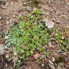 Cotula australis at Kingsdale, NSW - 17 Aug 2024 10:28 AM