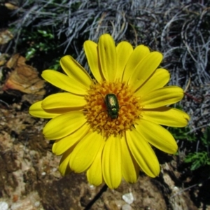 Scapisenecio pectinatus var. major at Geehi, NSW - 18 Jan 2015 01:50 PM