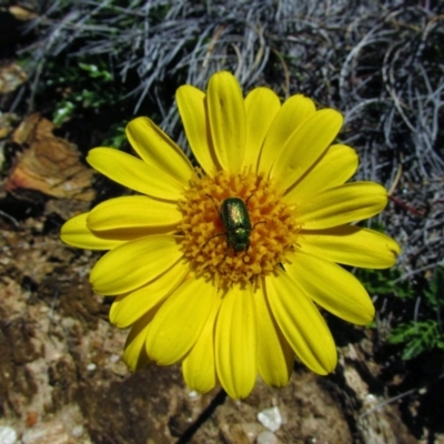 Unidentified Beetle (Coleoptera) at Geehi, NSW - 18 Jan 2015 by MB