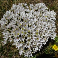 Gentianella muelleriana subsp. alpestris (Mueller's Snow-gentian) at Geehi, NSW - 18 Jan 2015 by MB