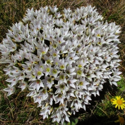 Gentianella muelleriana subsp. alpestris (Mueller's Snow-gentian) at Geehi, NSW - 18 Jan 2015 by MB