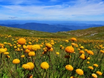 Craspedia sp. (Billy Buttons) at Geehi, NSW - 18 Jan 2015 by MB