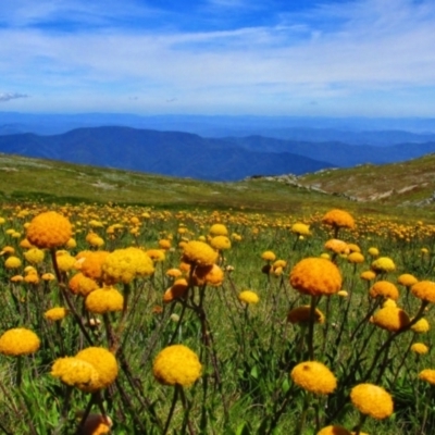 Craspedia sp. (Billy Buttons) at Geehi, NSW - 18 Jan 2015 by MB