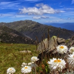 Leucochrysum alpinum (Alpine Sunray) at Geehi, NSW - 18 Jan 2015 by MB