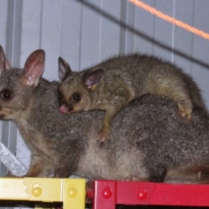 Trichosurus vulpecula at Richardson, ACT - 9 Sep 2014