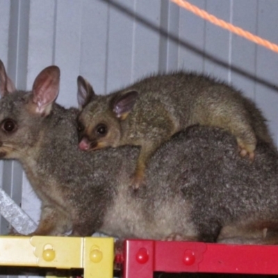 Trichosurus vulpecula (Common Brushtail Possum) at Richardson, ACT - 8 Sep 2014 by MB