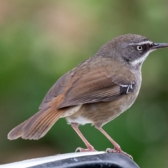 Sericornis frontalis at Wallaroo, NSW - 16 Aug 2024