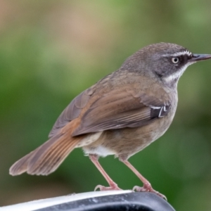 Sericornis frontalis at Wallaroo, NSW - 16 Aug 2024