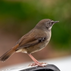 Sericornis frontalis at Wallaroo, NSW - 16 Aug 2024