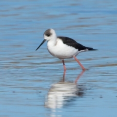 Himantopus leucocephalus at Rottnest Island, WA - 26 Apr 2024