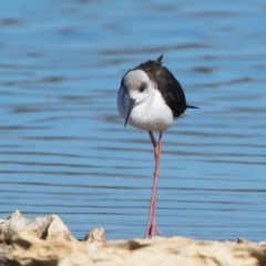 Himantopus leucocephalus at Rottnest Island, WA - 26 Apr 2024