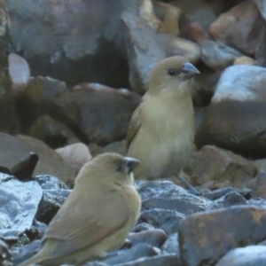 Lonchura castaneothorax at Mutarnee, QLD - 17 Aug 2024 05:08 PM