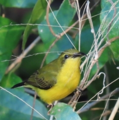 Cinnyris frenatus (Sahul Sunbird) at Rollingstone, QLD - 16 Aug 2024 by lbradley