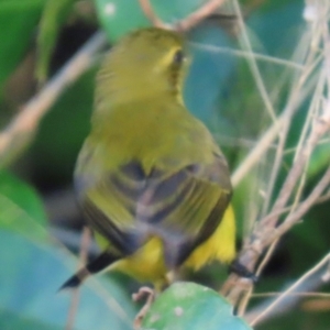 Cinnyris frenatus at Rollingstone, QLD - 17 Aug 2024 07:01 AM