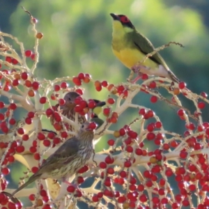 Sphecotheres vieilloti at Mutarnee, QLD - 17 Aug 2024