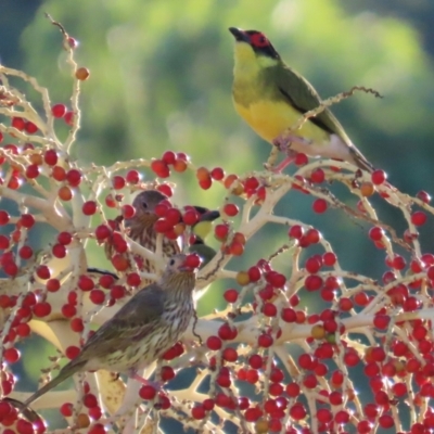 Sphecotheres vieilloti (Australasian Figbird) at Mutarnee, QLD - 17 Aug 2024 by lbradley