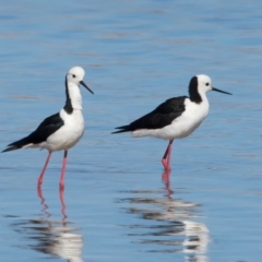 Himantopus leucocephalus (Pied Stilt) at Rottnest Island, WA - 26 Apr 2024 by jb2602