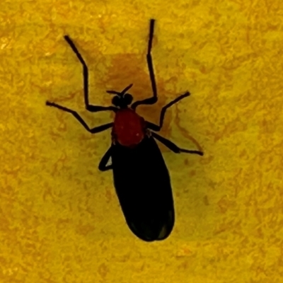 Plecia sp. (genus) (Lovebug Fly) at Mutarnee, QLD - 17 Aug 2024 by lbradley