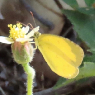 Eurema sp. at Yuruga, QLD - 17 Aug 2024 by lbradley