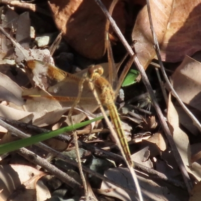 Neurothemis stigmatizans at Yuruga, QLD - 17 Aug 2024 by lbradley