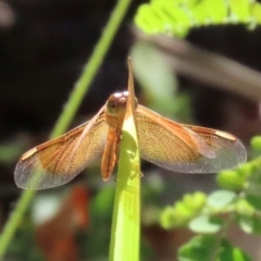 Neurothemis stigmatizans at Yuruga, QLD - 17 Aug 2024