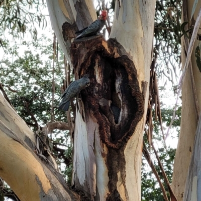 Callocephalon fimbriatum (Gang-gang Cockatoo) at Deakin, ACT - 17 Aug 2024 by belle