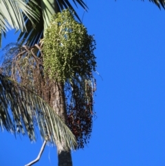 Archontophoenix alexandrae (Alexandra Palm) at Yuruga, QLD - 17 Aug 2024 by lbradley