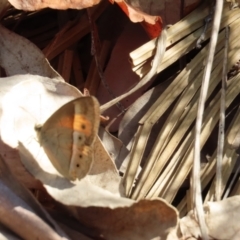 Mycalesis terminus at Yuruga, QLD - 17 Aug 2024 by lbradley