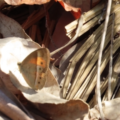 Mycalesis terminus at Yuruga, QLD - 17 Aug 2024 by lbradley