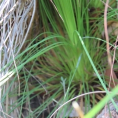 Xanthorrhoea sp. (Grass Tree) at Yuruga, QLD - 17 Aug 2024 by lbradley