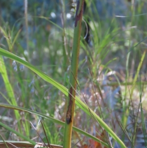 Xanthorrhoea sp. at Yuruga, QLD - suppressed