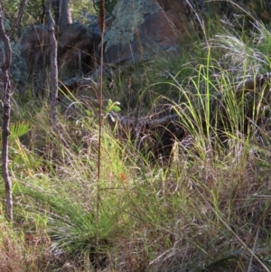 Xanthorrhoea sp. at Yuruga, QLD - suppressed