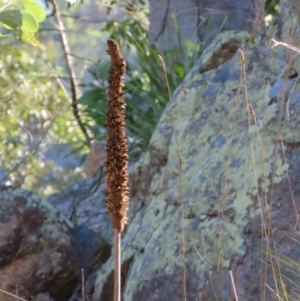 Xanthorrhoea sp. at Yuruga, QLD - suppressed