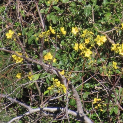 Cochlospermum gillivraei (Kapok Bush) at Yuruga, QLD - 17 Aug 2024 by lbradley