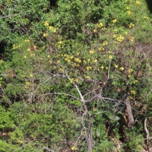 Cochlospermum gillivraei at Yuruga, QLD - 17 Aug 2024 02:40 PM