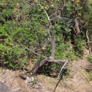 Cochlospermum gillivraei at Yuruga, QLD - 17 Aug 2024 02:40 PM