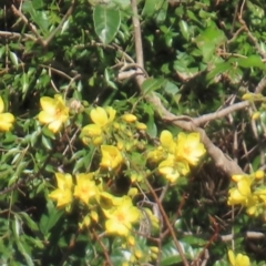 Cochlospermum gillivraei at Yuruga, QLD - 17 Aug 2024 02:40 PM