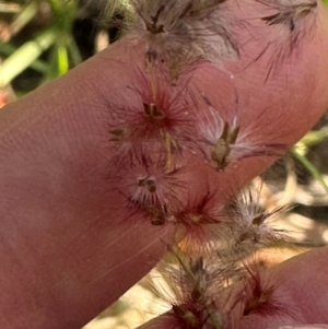 Melinis repens at Yuruga, QLD - 17 Aug 2024