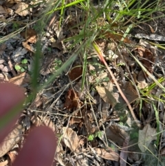 Melinis repens at Yuruga, QLD - 17 Aug 2024