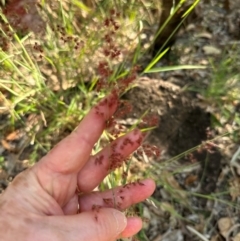 Melinis repens at Yuruga, QLD - 17 Aug 2024