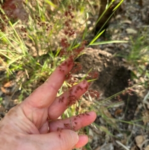Melinis repens at Yuruga, QLD - 17 Aug 2024 04:04 PM