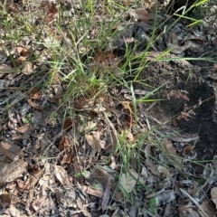 Melinis repens at Yuruga, QLD - 17 Aug 2024