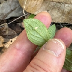 Mitracarpus hirtus at Yuruga, QLD - 17 Aug 2024